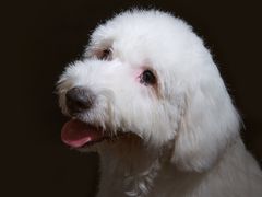 -超宠爱宠物摄影-Super pet