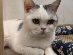 -柴迷FANS CLUB·柴犬狗咖·猫咖