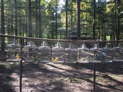 -黄海国家森林公园