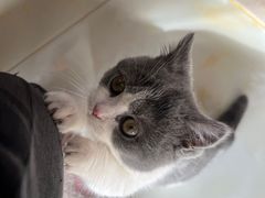 -关爱宠物医院·猫科中心·消化科(滨湖万达分院)