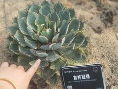-东莞植物园
