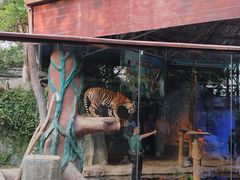 -清迈夜间动物园