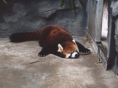 -武汉动物园
