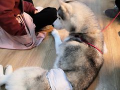 海参-Husky Go! 哈士奇体验馆·宠物咖啡厅狗咖