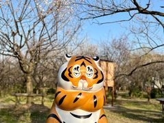 -香雪海