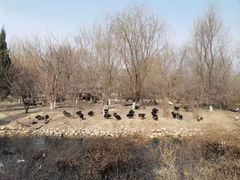 -长白岛森林公园