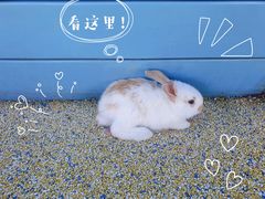 -季高兔窝窝亲子园(上海薰衣草公园店)