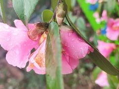 -西湖风景区-江洋畈生态公园