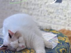 -平行世界·猫咖(首经贸店)