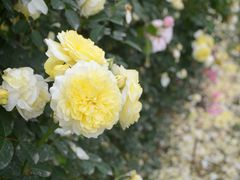 -都江堰玫瑰花溪谷