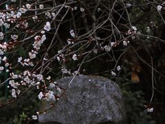 -雨花胜境