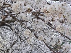 -柱状节理带