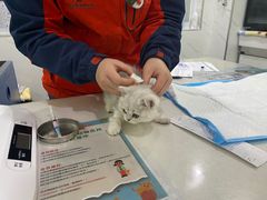 -伟伟宠物医院·CT影像中心·瑞派犬猫综合性门诊(汉口总院)