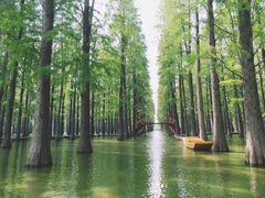 -渌洋湖湿地公园