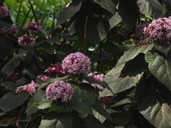 -洛阳市隋唐城遗址植物园