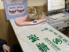 -瑞派宠物医院·24h·骨外科·皮肤科·全科宠物医疗转诊中心(沈阳浑南院)