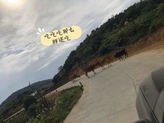 -大姆山草场