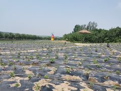 -北纬44度·金珠花海休闲农业旅游景区