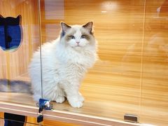 -猫十亿·布偶金渐层·曼基康矮脚猫舍(青年路店)