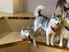 -Husky Go! 哈士奇体验馆·宠物咖啡厅狗咖