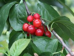 -樱桃山旅游景区