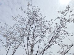 -鹅湖玫瑰文化园