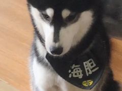 -Husky Go! 哈士奇体验馆·宠物咖啡厅狗咖