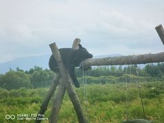 -黑瞎子岛探秘野熊园