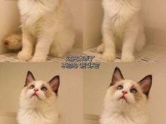 -lincat·猫舍(广州店)