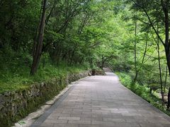 -牛背梁国家森林公园