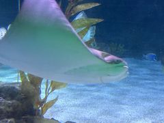 -暹罗海洋世界