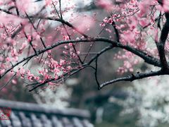-重庆彩云湖湿地公园