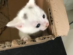 -酷狗靓猫宠物·洗护·美容·寄养(航北路店)