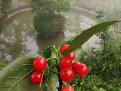-樱桃山旅游景区