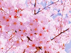 -桃花堤公园
