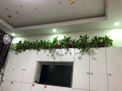 -香薇妮丝·定制减肥·身材管理