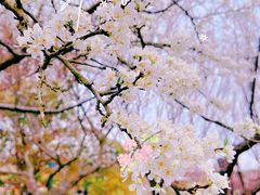-花开海上生态园