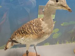 -下渚湖国家湿地公园科普馆