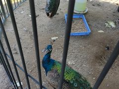 -前小桔亲子创意农场·草莓采摘·露营烧烤