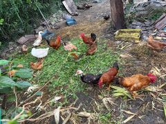 -老袁家蜜桃农场·阳山水蜜桃