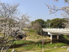 -羊山湖公园