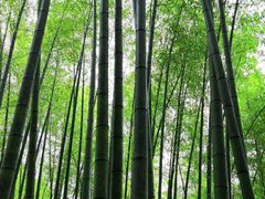 -泽雅景区