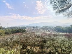-香雪海