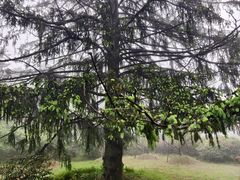 -庐山风景区花径公园