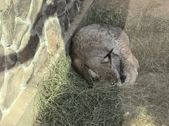 -青藏高原野生动物园
