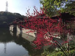 -重庆彩云湖湿地公园