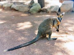 -费瑟代尔野生动物园