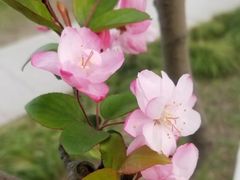 -大宁郁金香公园-停车场