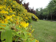 -上海市龙华烈士陵园