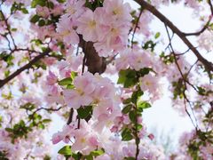 -海棠花溪(元大都城垣遗址公园)
